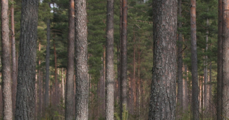 Skog som investering lockar