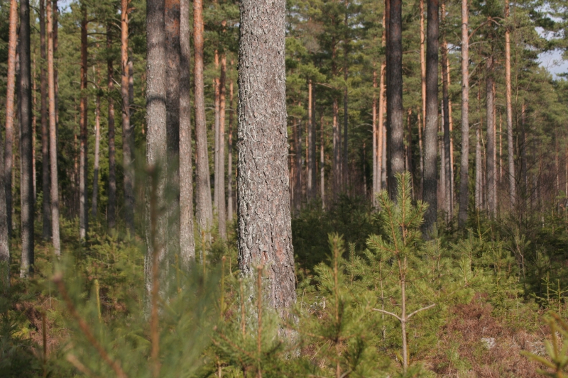 ”Den svenska skogsbruksmodellen hotas”