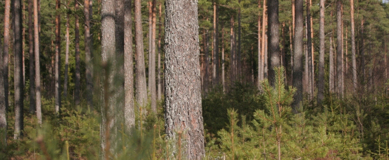 ”Vi kan inte längre använda skogen som förut”