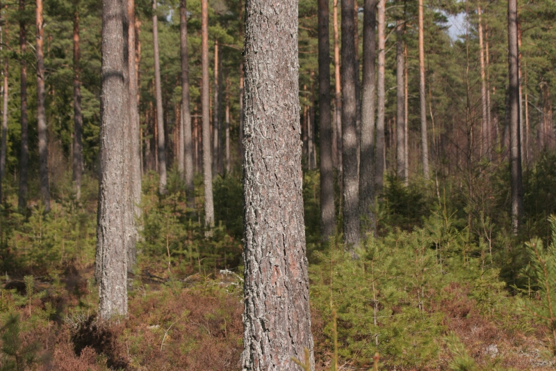 ”Förlängda omloppstider kan öka skogsskador””