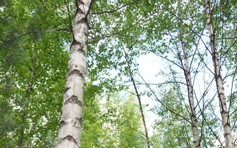 Examensarbeten gör nytta i Lettland