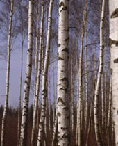 SKOGENs lathund/lönsam lövskog