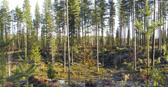 Helt rätt i Jämtland men fel i Västerbotten