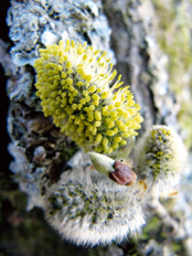 Så vårdar du sälgen