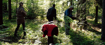 Ekolsund: Kustgran lockade till självplock