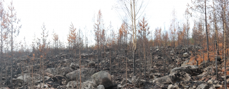 Dryg brandnota för skötsamt skogsbruk