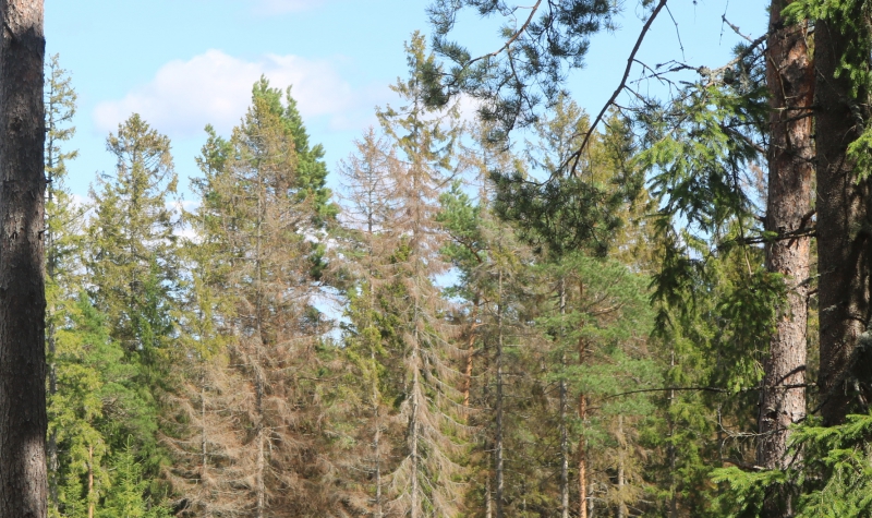 Barkborreskador i Värmland får fler att avverka