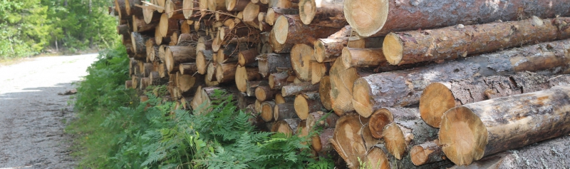 Virkespriserna sjönk i juli