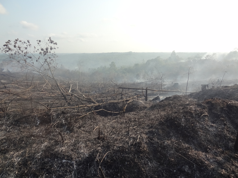 Företag straffas för skogsbränder
