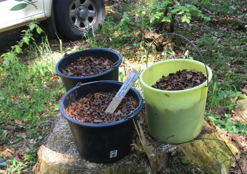 Frysta frön föryngrar skånsk lövskog