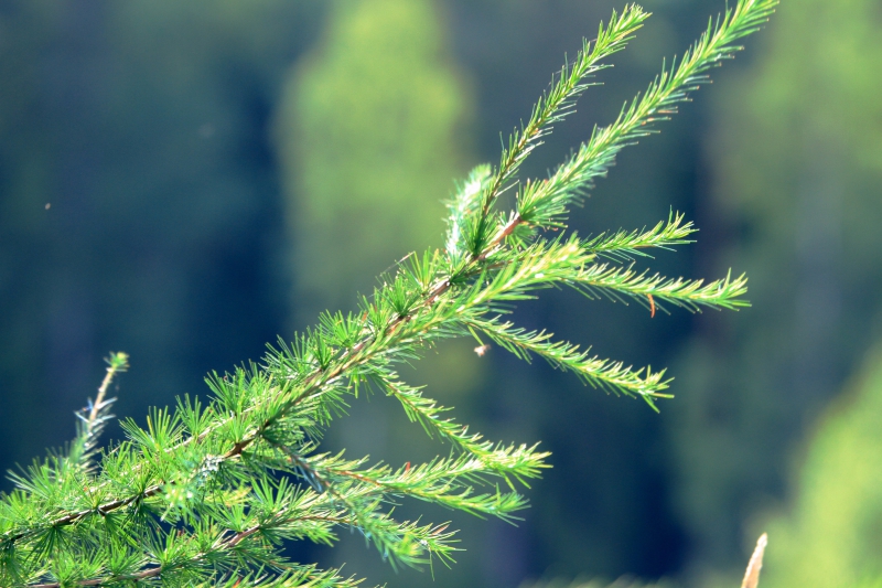 AI ska spåra skadat träd