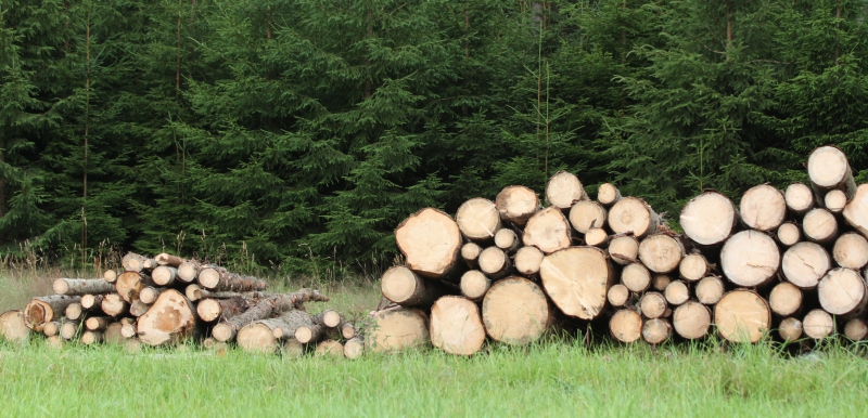Trävaruboom ger höjda timmerpriser