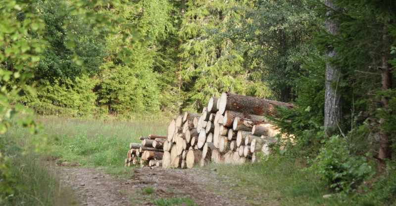 Skogsbrukande minskar i lönsamhet