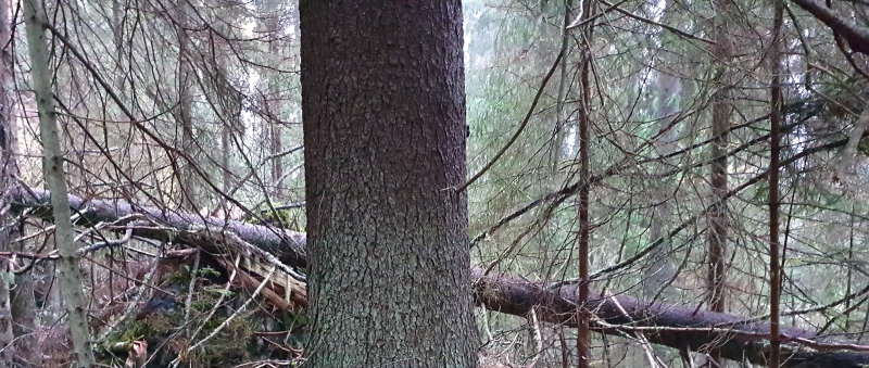 Gran slår nytt höjdrekord