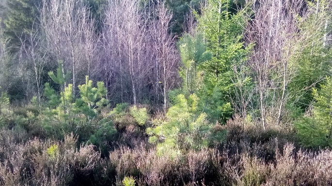 ”Jag är maktlös mot älgförvaltningen”