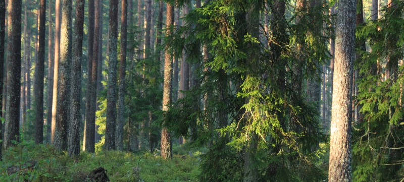 Forskningspengar till höjd skogsproduktion