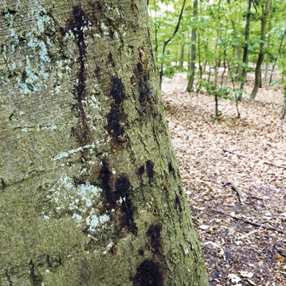 Phytophthora