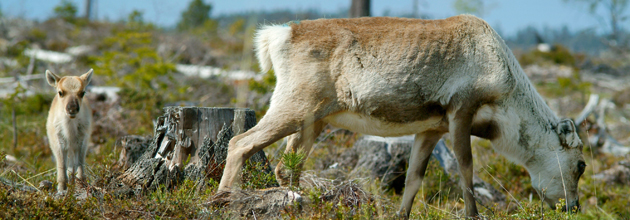 Så samsas ren och skog