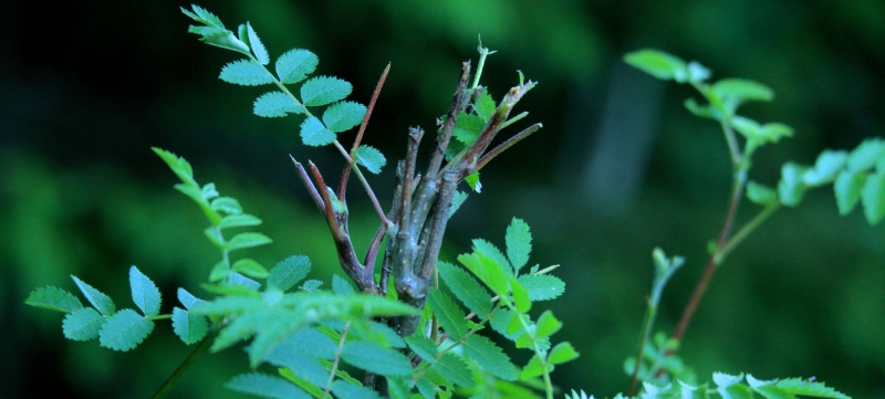 För lite rase i ungskogen