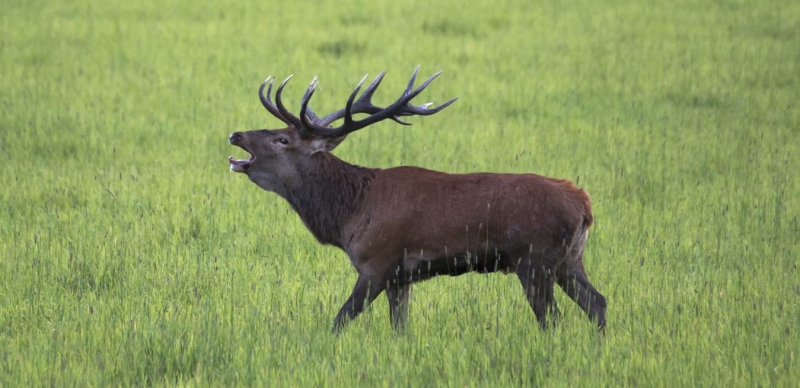 Fira helgen med bröl
