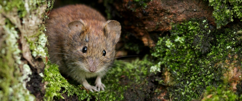 Sorkfeber ökar efter skogsbränder
