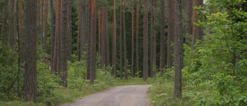 Så möter skogen framtiden