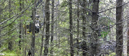 Inga hårda gallringar i SCA:s skogar