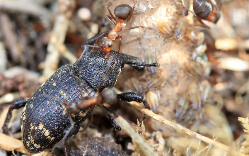 Myror kan försvara barrträdplantor mot snytbaggen