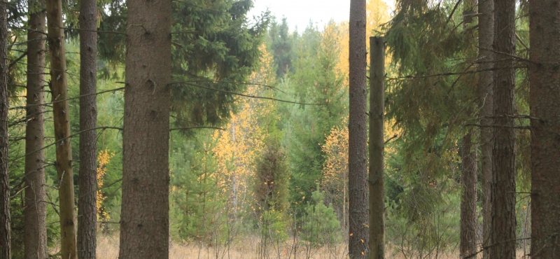 Hållbart svenskt skogsbruk gör entré på finansmarknaden