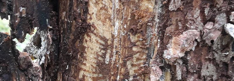 Naturvård kan gynna barkborren