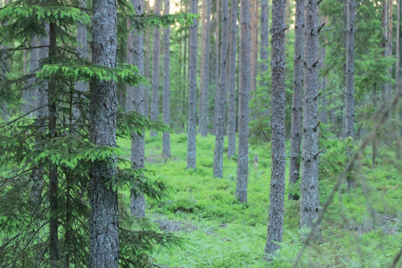Fler möjligheter investera i skog