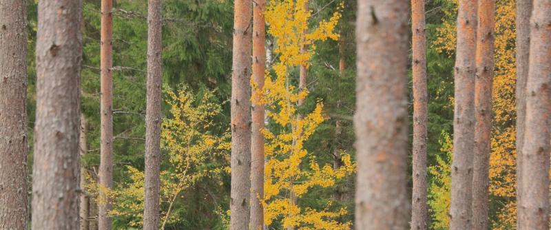 C och MP  ”i ställningskrig om skogen”