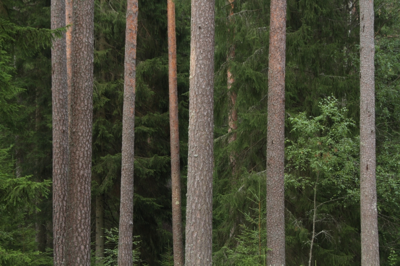 ”Skogstjänstemännen har inte läst statistiken”