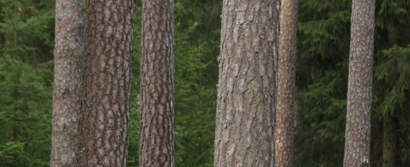 Dragkamp istället för beslut om skogen