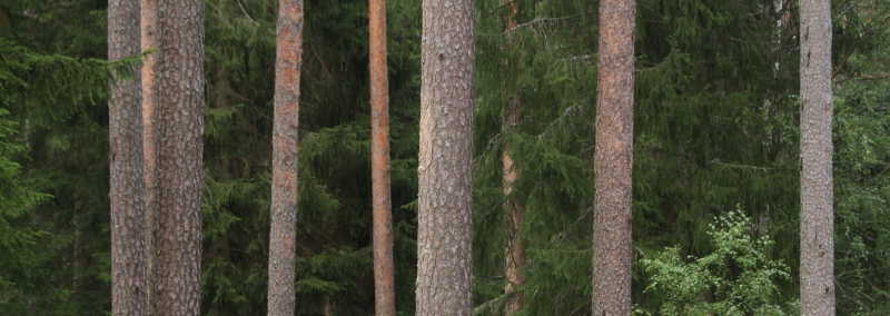 ”Varför vill Skogssällskapet korta omloppstiden?”