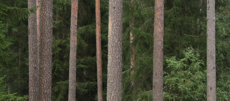 ”Tusen arter är inte hotade av skogsbruket”