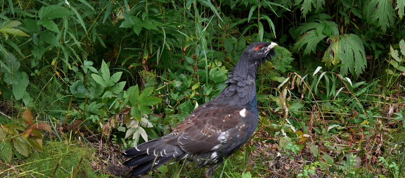 ”Det behövs prejudicerande domar”