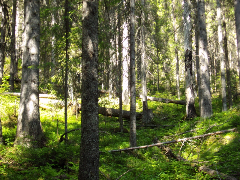 Lättare få ersättning för skyddad skog