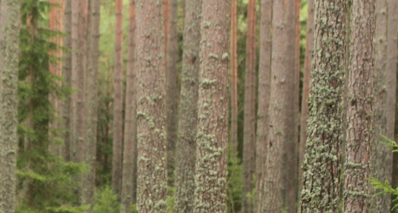 ”Bioekonomin blir inget slukhål av virke”