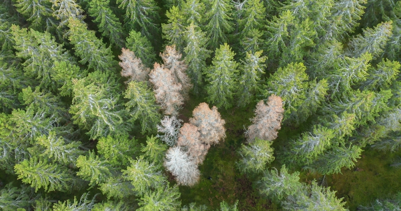 Barkborrens rekordangrepp fortsätter