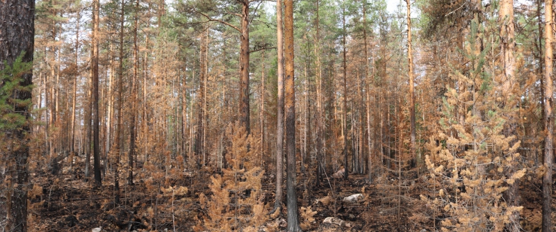 Torr skog binder mindre kol