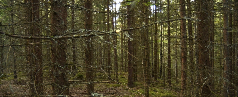 ”Skogsindustrin föröder svensk natur och våra barns framtid”