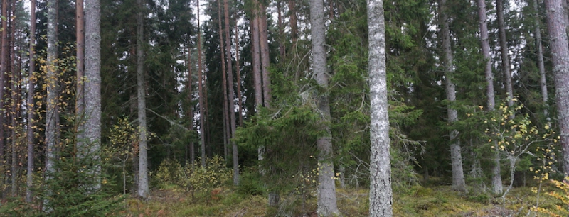 ”Har FSC Sverige blivit en hemlig grupp?”