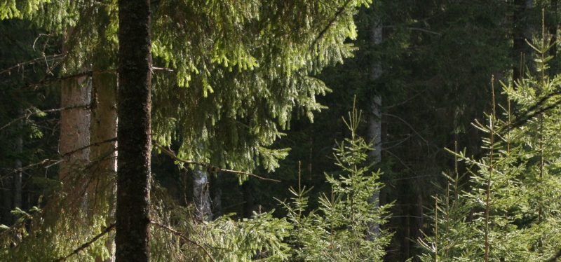 ”Fel fokus, Skogsutredningen”