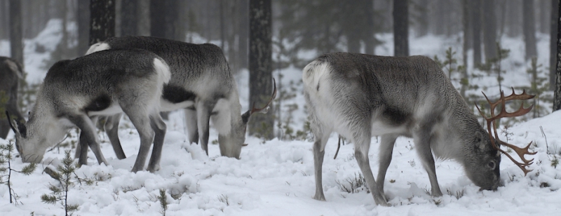 Planerad avverkning på renbetesmark pausas