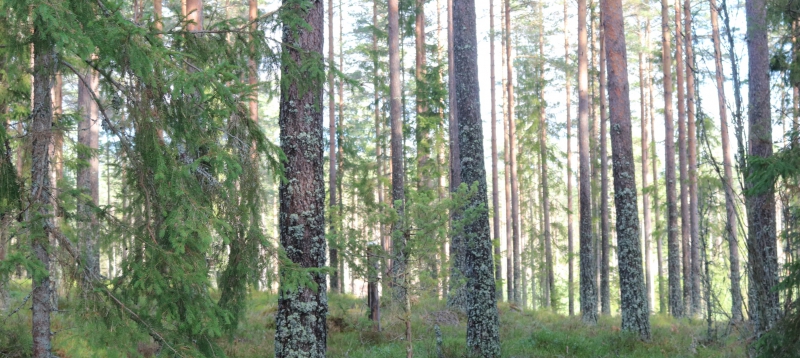 Äganderätten oroar mest