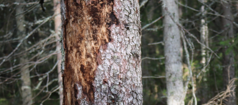 Stora barkborreskador upptäckta