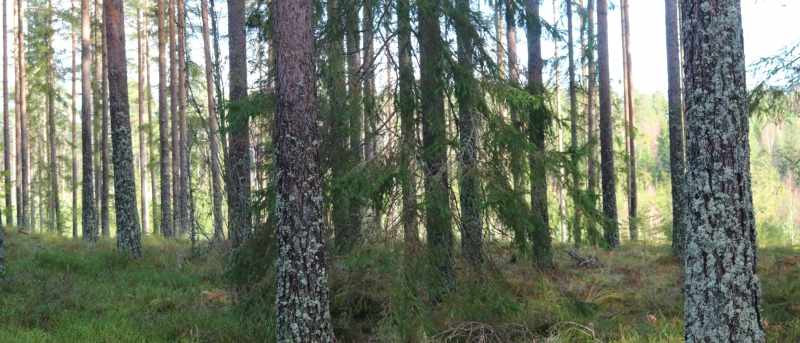 Nordiskt skogsstipendium utlyses