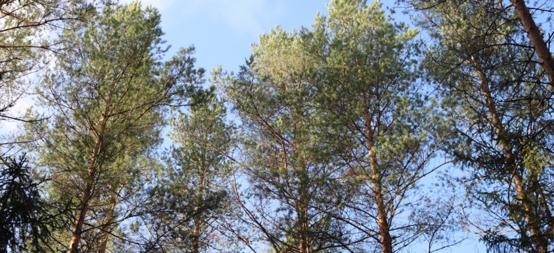 Bättre tillväxt än väntat med tall