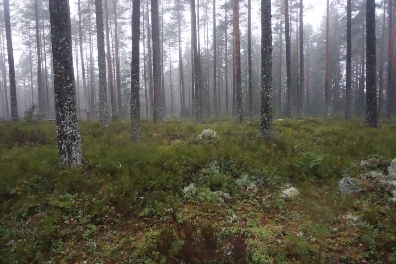 Mellanskog ändrar sin prissättning